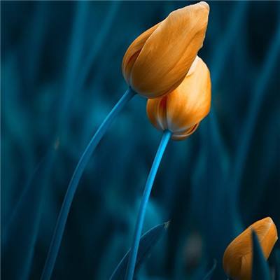 香港2023正版免费资料下载手机版